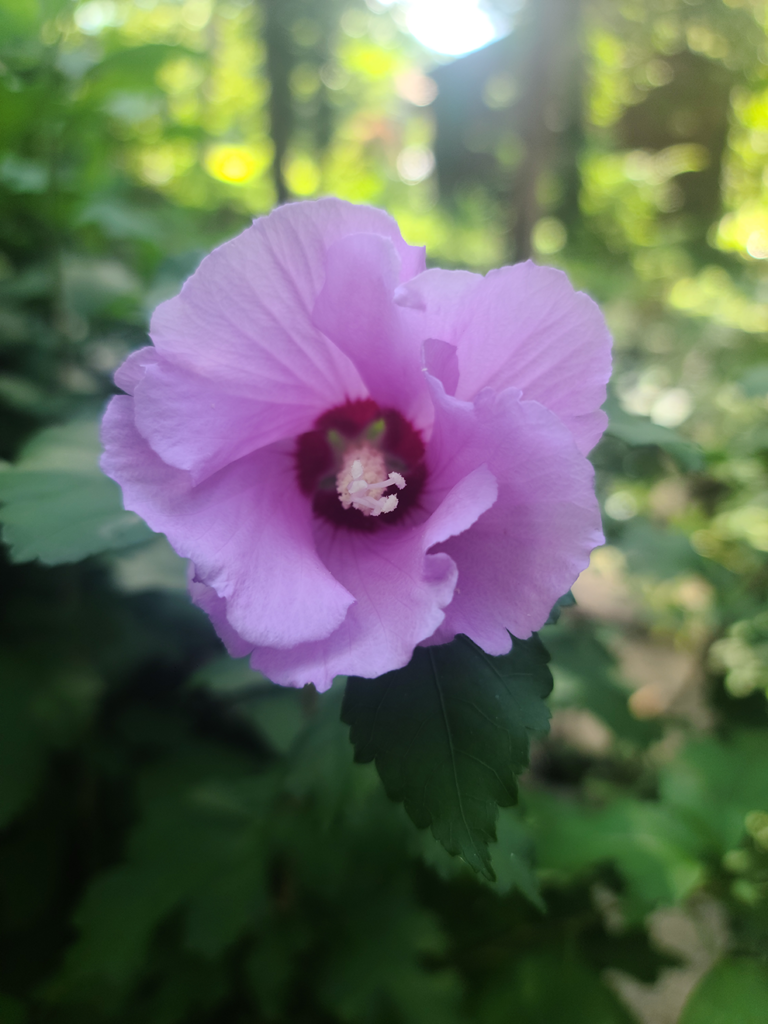 Rose of Sharron in my garden out front